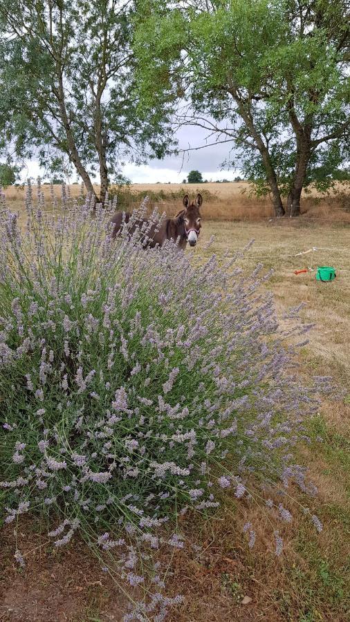 Camping La Petite Houmee Curzay-sur-Vonne Eksteriør bilde